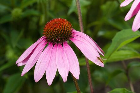 Pink Echinacea flower on green nature backgroundの写真素材