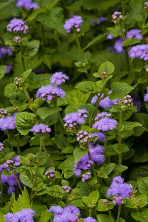 Blue Ageratum flowers on green nature background