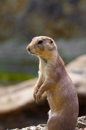 Prairie dog (Cynomis ludovicianus) portrait in Salzburg zoo, Austria