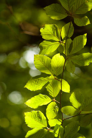 Green leaf veins texture background
