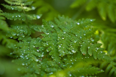 Water drops on plant in wild natureの写真素材