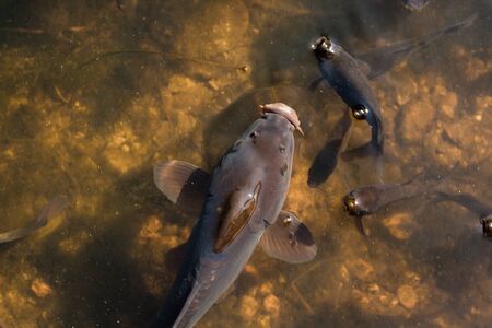 Fish swimming in waterの写真素材