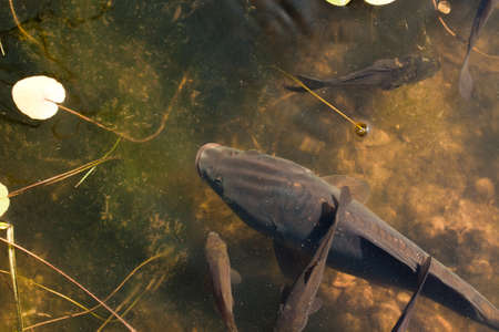 Fish swimmingの写真素材