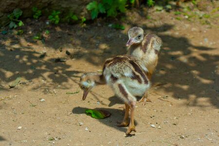 Ostrich standingの写真素材