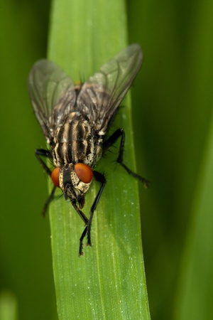 Fly sitting on the grassの写真素材