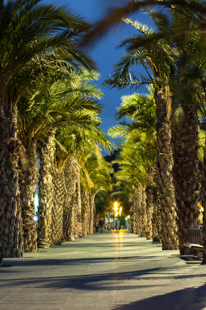 Palm alley at evening in Spainの写真素材