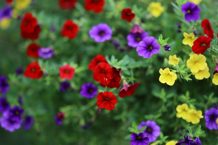 Flowers with shallow Depth Of Field in summerの写真素材