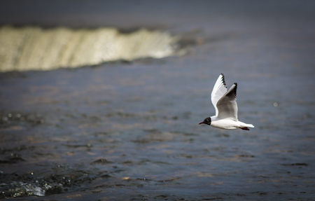 Seagull flying with Ventas Rumba waterfall in backgroundの写真素材