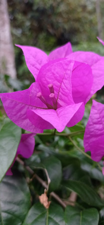 Banyuwangi,indonesia-Mei 28th,2021-natural purple flowers in the gardenのeditorial素材