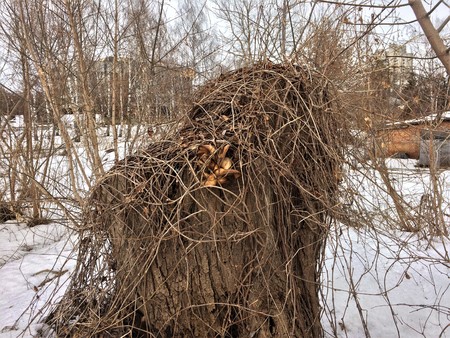 ?vergrown stump