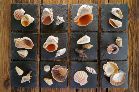 Sea shells on a black slate stone
