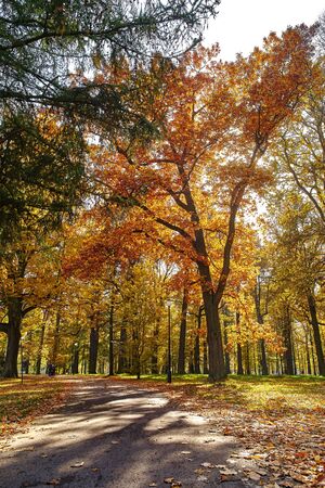 Autumn landscape - park bathed in sunshine