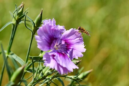 Summer meadow - bee collecting floral nectar, large close-up (macro)