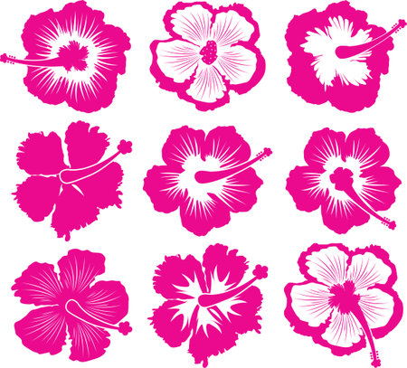 Hibiscus Flower, Summer Time, Beach, Vacation Tripのイラスト素材