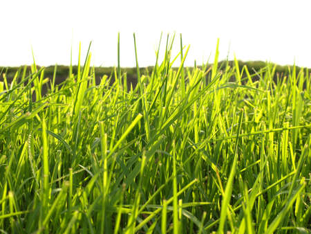 grass Green