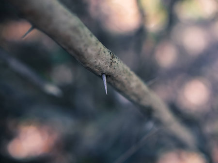thorn of Bougainvilleaの写真素材