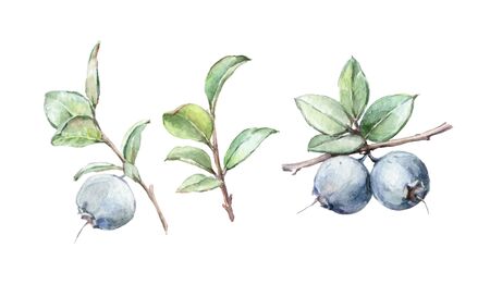watercolor art isolated illustration herb blueberry backgroundの写真素材