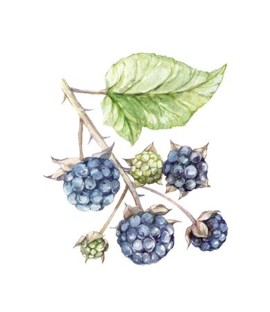 watercolor illustration background nature forest paint blackberryの写真素材