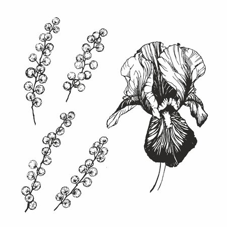 irises and mimosa flower illustrationの写真素材