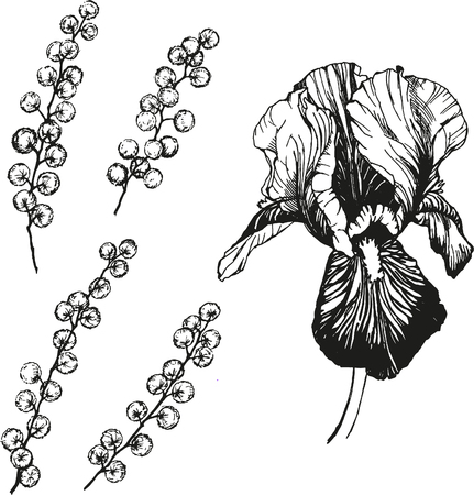 vector irises and mimosa flower illustrationのイラスト素材