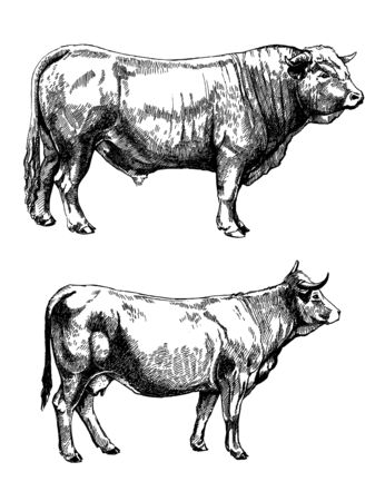 farm animals set farm cows graphics illustrationの写真素材