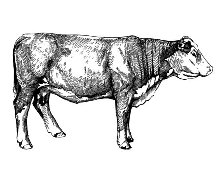 farm animals Hereford calf graphics illustrationの写真素材