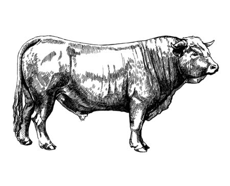 farm animals Obrak bull maker graphics illustrationの写真素材