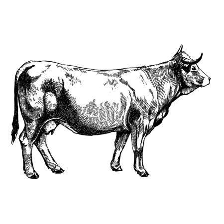 farm animals Obrak cow graphics illustrationの写真素材