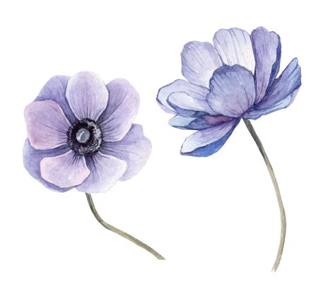 set watercolor illustration blue anemoneの写真素材