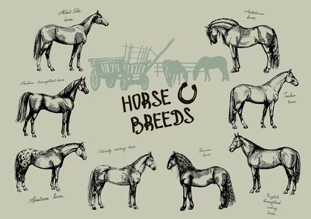 set farm riding and trotting horses, Oryol trotter, arabian thoroughbred horse, Akhal-Teke thoroughbred horse, thoroughbred riding horse, Friesian horse, Trakehner, appaloosa horse, andalusian horseの写真素材