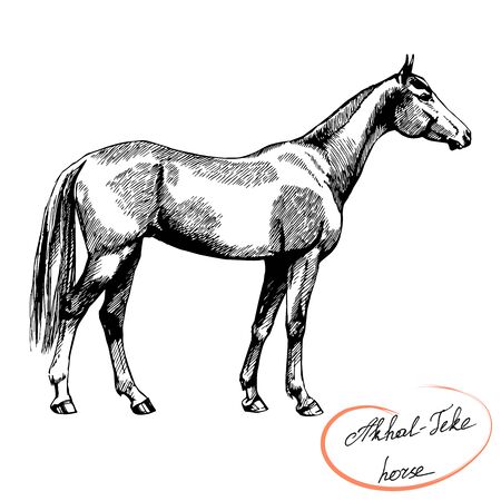vector graphic farm riding and trotting Akhal-Teke thoroughbred horseのイラスト素材