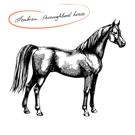 farm riding and trotting arabian thoroughbred horseのイラスト素材
