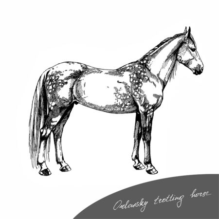 riding and trotting Oryol trotter horseの写真素材