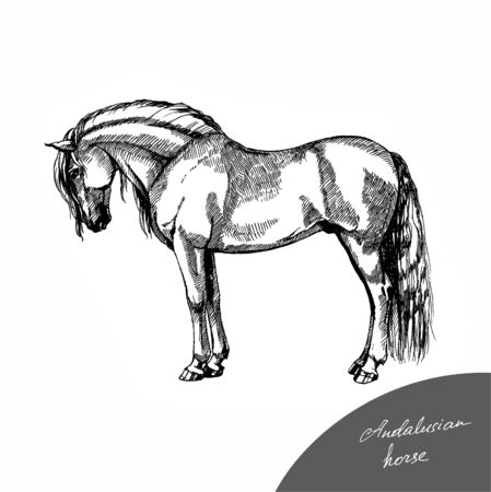 farm riding and trotting andalusian horseの写真素材