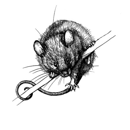 mouse, rat clip art graphics linnerの写真素材