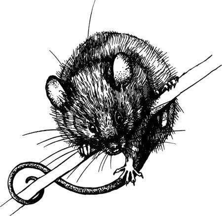 mouse, rat clip art graphics linner vectorのイラスト素材