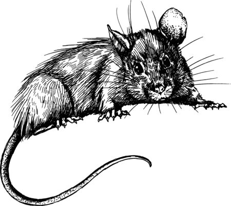 mouse, rat clip art graphics linner vectorのイラスト素材