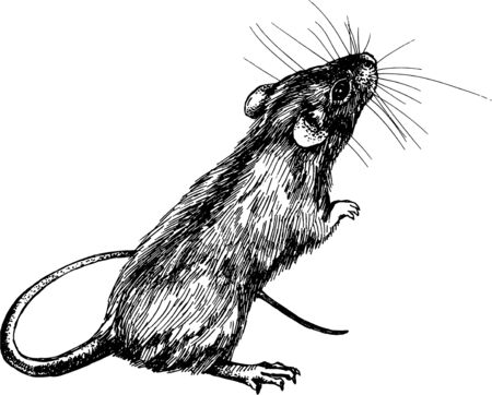 mouse, rat clip art graphics linner vectorの写真素材