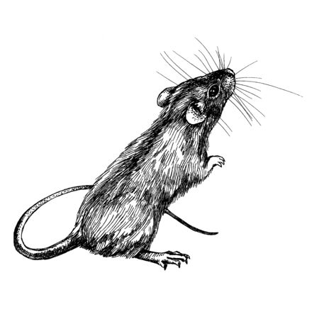 mouse, rat clip art graphics linnerの写真素材