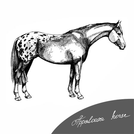 farm riding and trotting appaloosa horseの写真素材