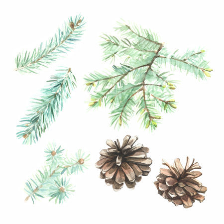 set, christmas branches of spruce pine fir conesの写真素材