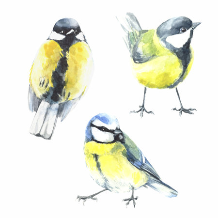 set of watercolor titmouse birdsの写真素材