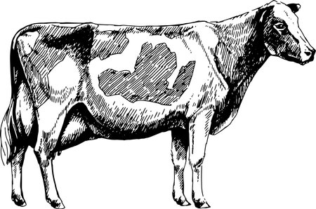 black and white dairy cow Holstein breed, vector graphic illustrationのイラスト素材