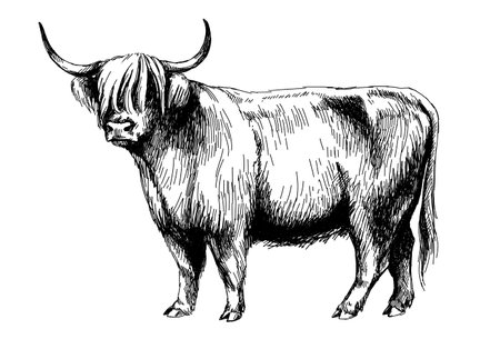 cow highland farm, graphics illustrationの写真素材