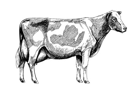 black and white dairy cow Holstein breed, graphic illustrationの写真素材