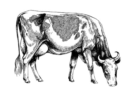 black and white dairy cow Holstein breed, graphic illustrationの写真素材