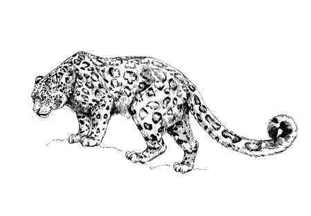 snow leopard, irbis wild cats graphic illustrationの写真素材