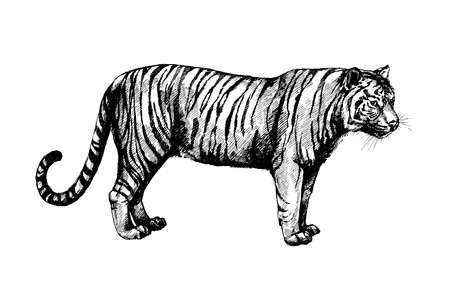 set wild cats graphic illustration, tigerの写真素材