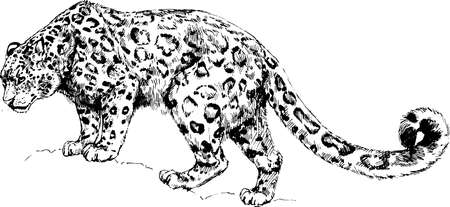 vector snow leopard, irbis wild cats graphic illustrationのイラスト素材