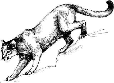 vector puma panther wild cats graphic illustrationのイラスト素材